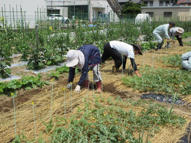 r80522スイカ敷きわら増設3