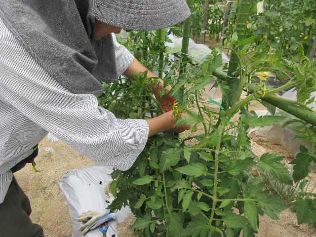r80527トマト管理3