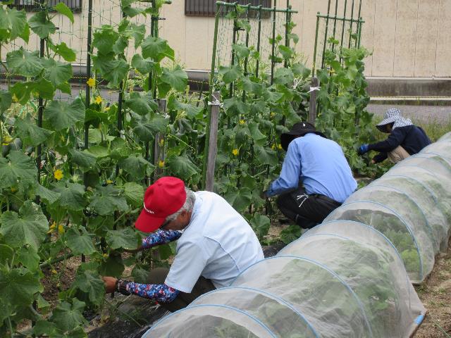 r80605キュウリ2