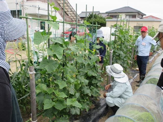 r80610キュウリ追肥1