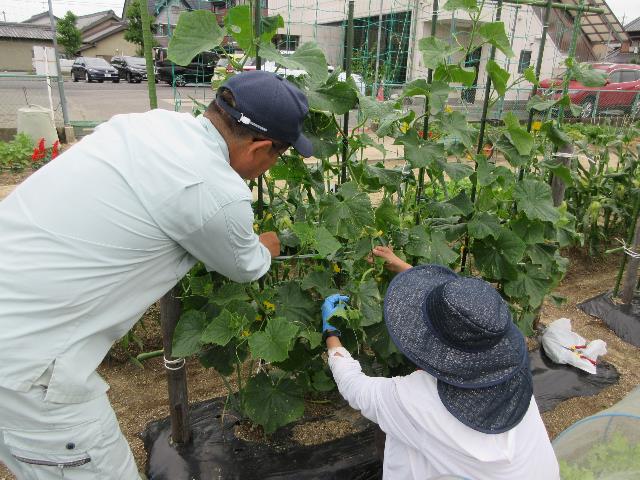 r80610キュウリのつる下げ3