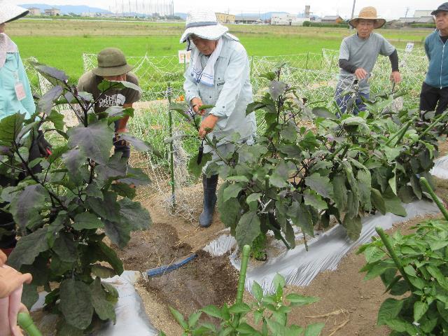 r80624ナス摘芯1