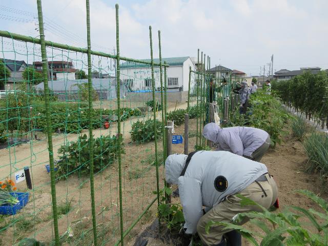 r80717キュウリ片付け3