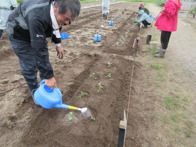 r80909ブロッコリーカリフローレ定植3