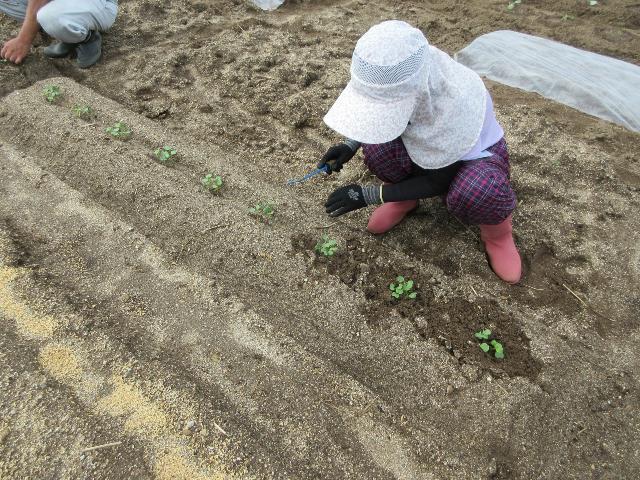 r80909ダイコン土寄せ中耕2