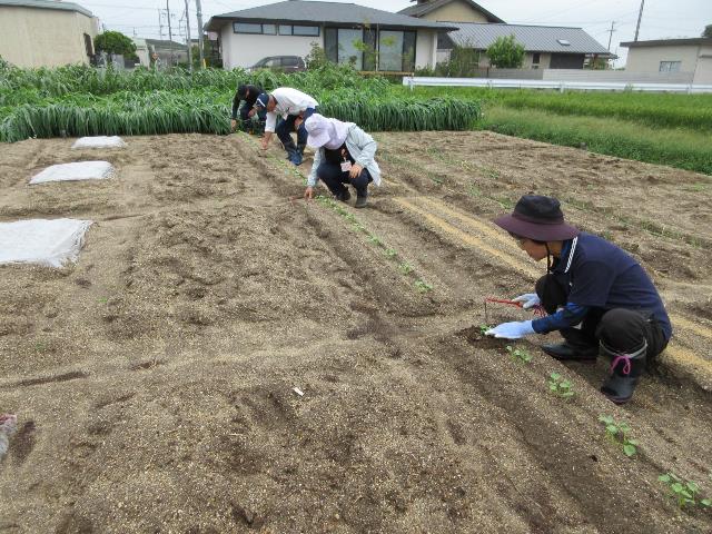 r80911ダイコン土寄せ3