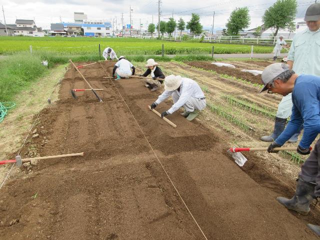 r80915実践レタス2
