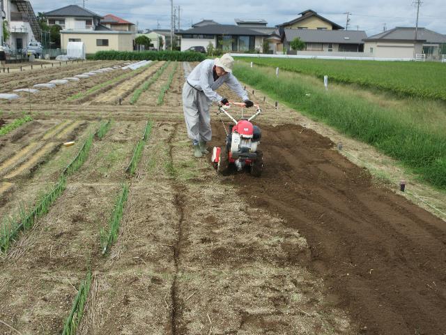 r80915実践レタス1