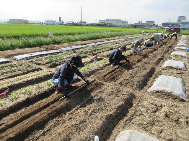 r80918ダイコンの播種1