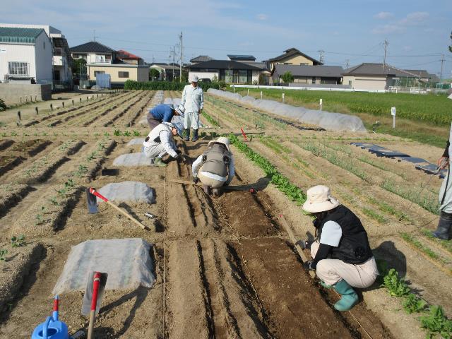 r80924実践ダイコン4