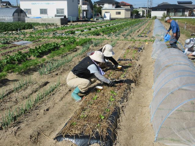 r81006実践追肥3
