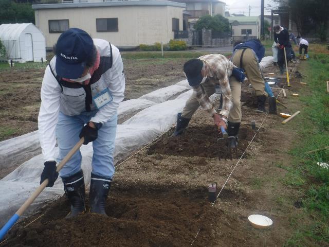 レタス粗耕し