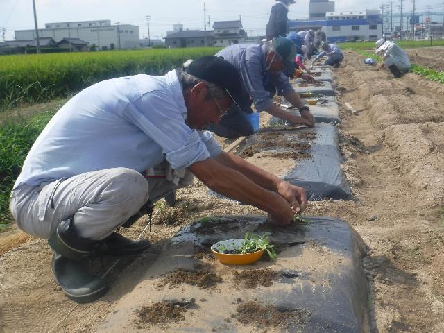 レタス植付け