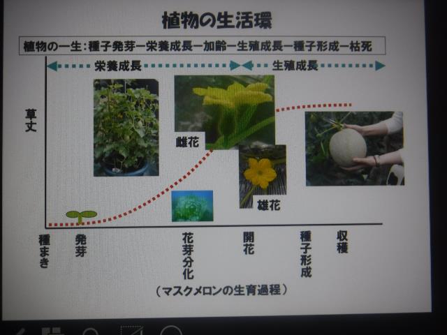 植物生理1