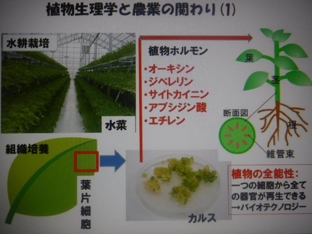 植物生理ホルモン