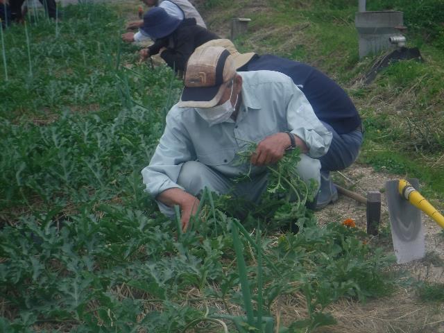 スイカ脇芽欠き