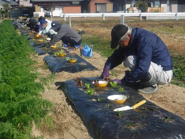 チマサンチュ定植