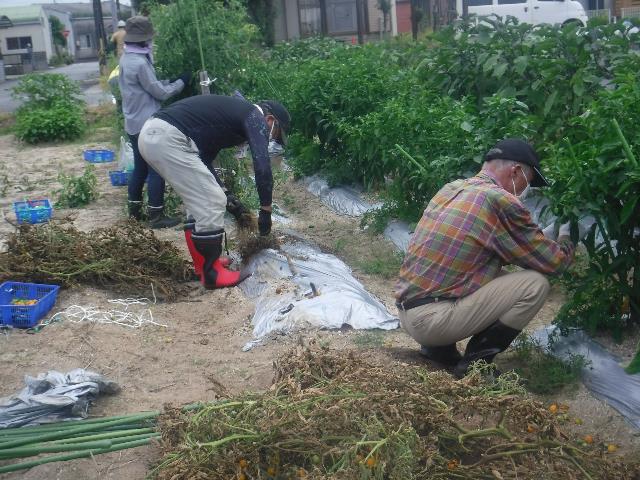 トマト片付け