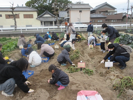 R7秋ジャガ収穫1