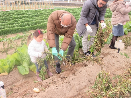 R7秋ジャガ収穫2