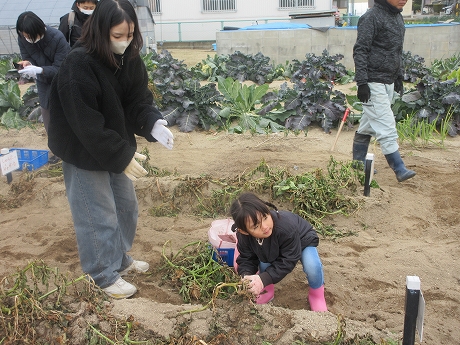 R7秋ジャガ収穫3