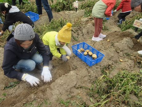 R7秋ジャガ収穫4