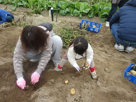 R7秋ジャガ収穫6