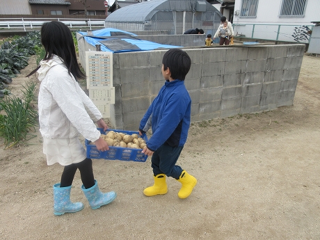 R7秋ジャガ収穫7