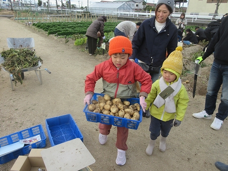 R7秋ジャガ収穫8