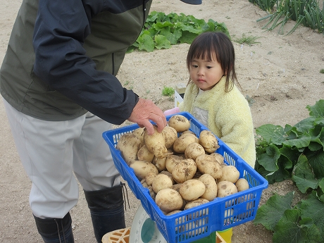 R7秋ジャガ収穫9