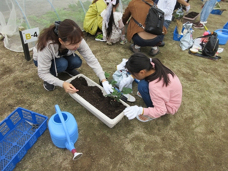 R7いちごプランター4