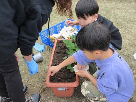 R7いちごプランター5