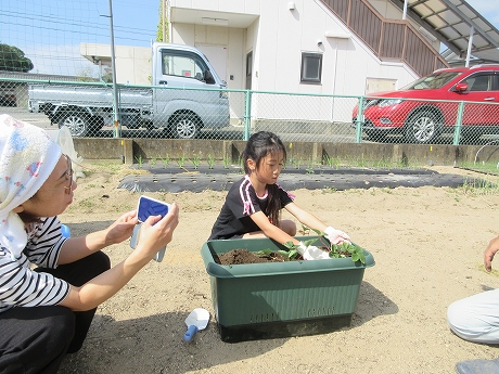 R8いちごプランター6