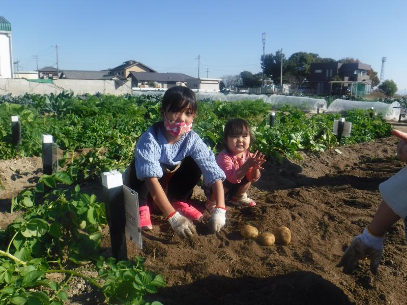 令和4年親子秋ジャガ収穫3