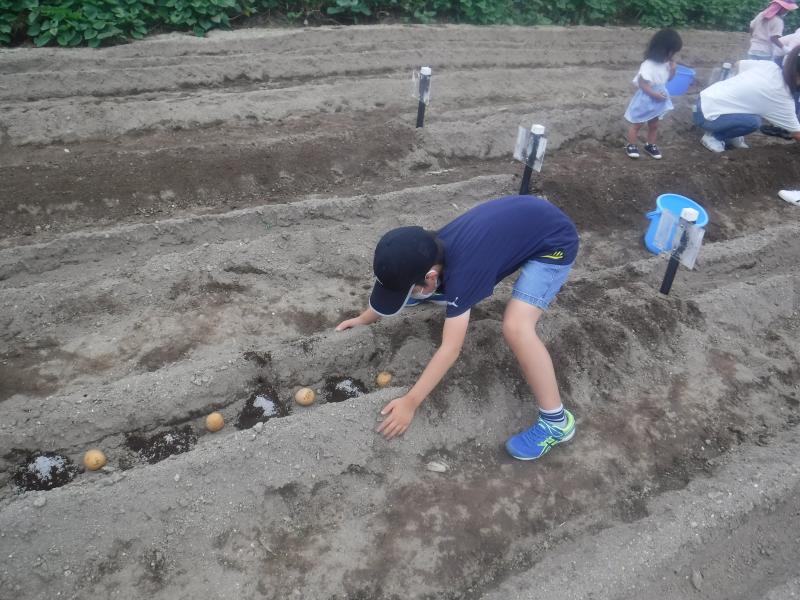 令和4年親子秋ジャガ植付5