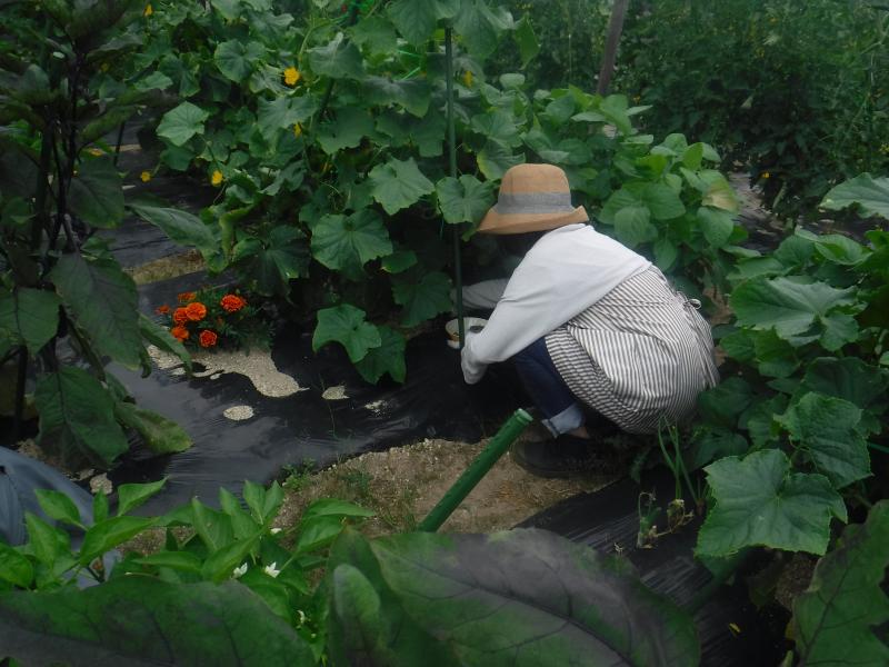 令和4年一坪春夏54