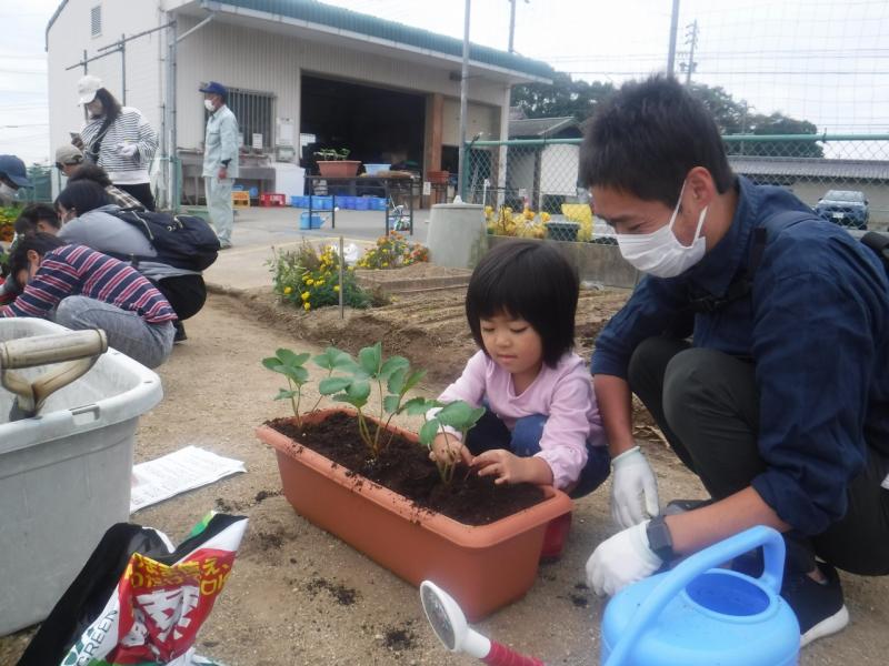 親子いちごプランター植付体験4