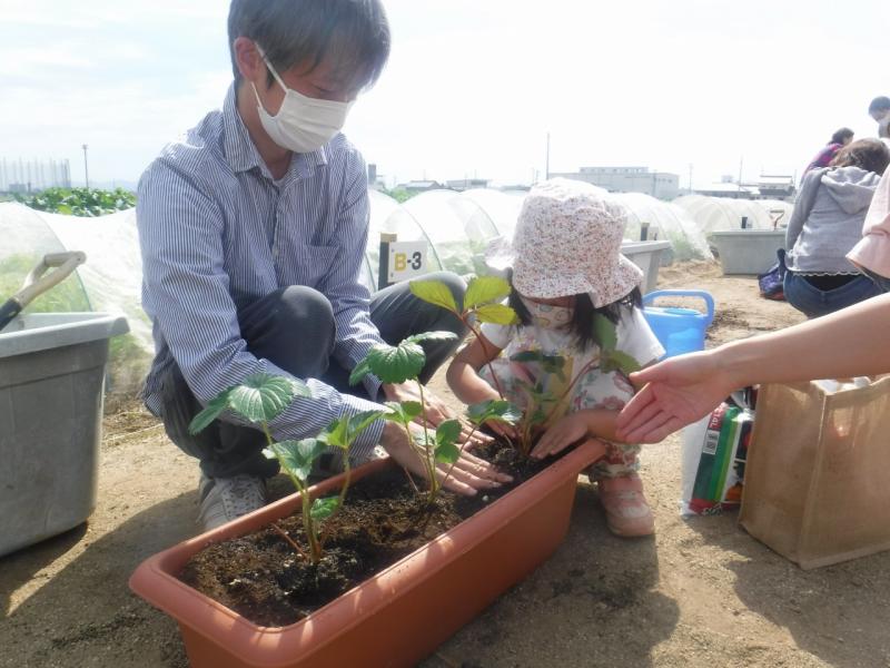 親子いちごプランター植付体験5