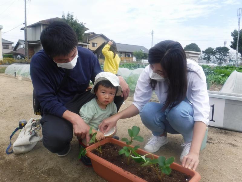 親子いちごプランター植付体験6