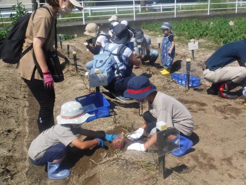 令和4年サツマイモ収穫1