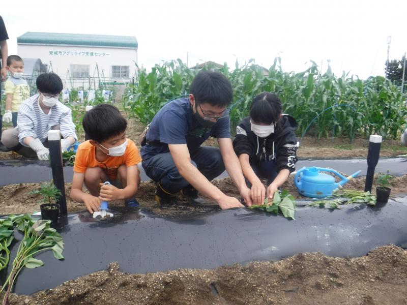 令和4年さつまいも植付2