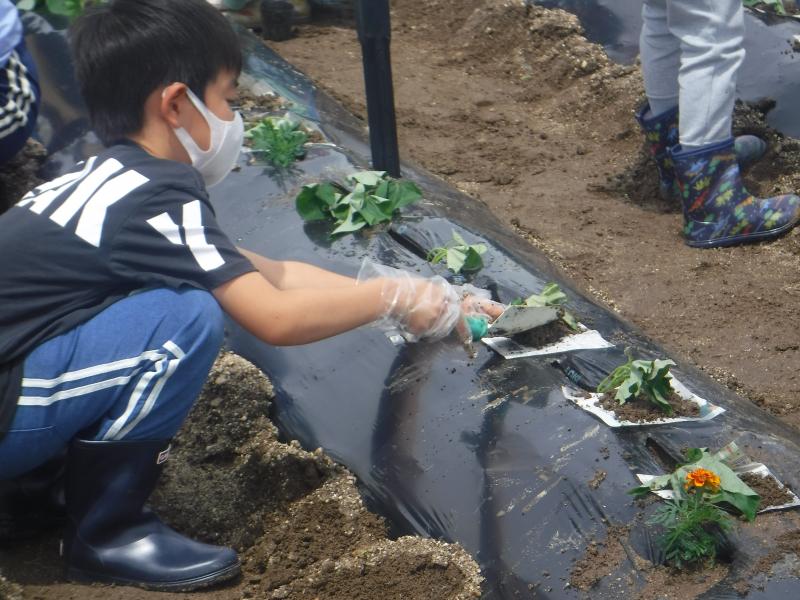 令和4年さつまいも植付3