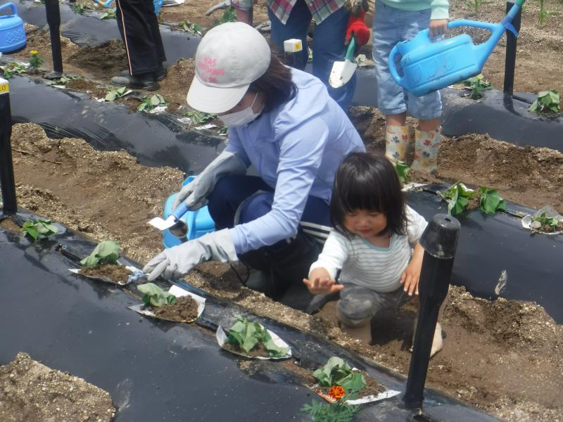 令和4年さつまいも植付4