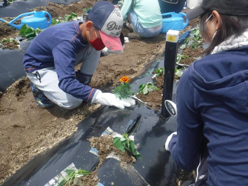 令和4年さつまいも植付5