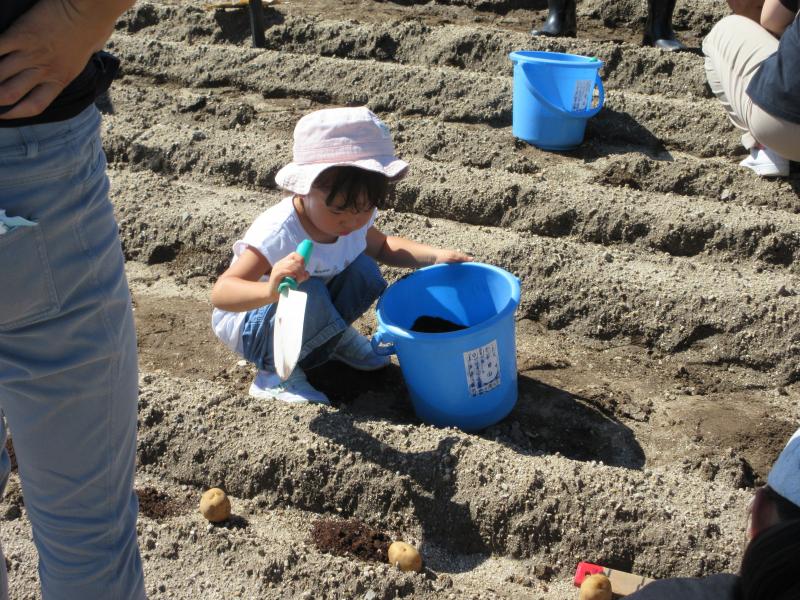 令和5年秋ジャガ植付4