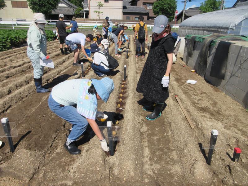 令和5年秋ジャガ植付7