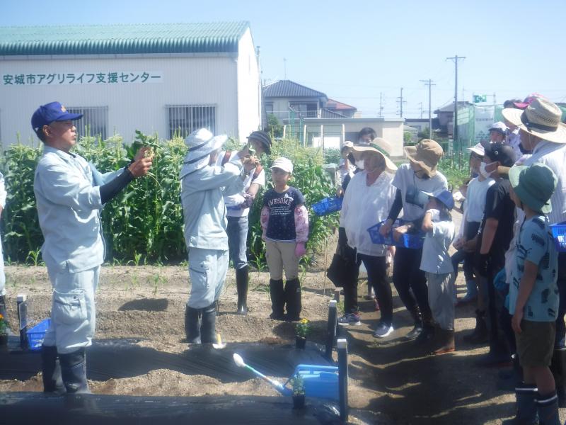 令和5年さつまいも植付1