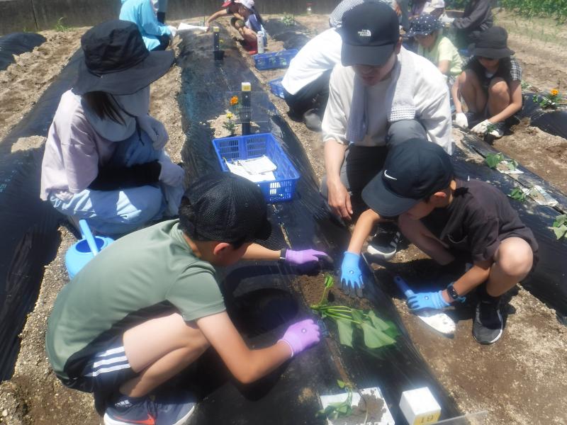 令和5年さつまいも植付2