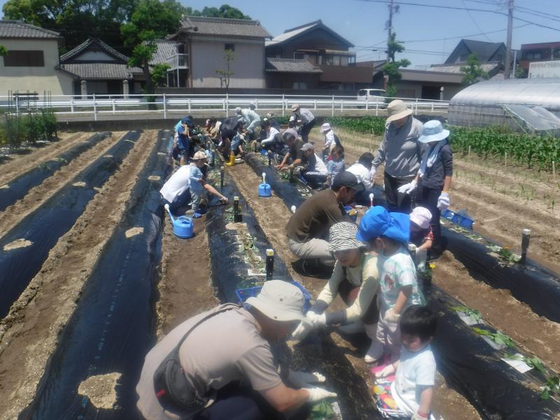 令和5年さつまいも植付5