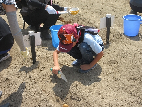 R7秋ジャガ植付7